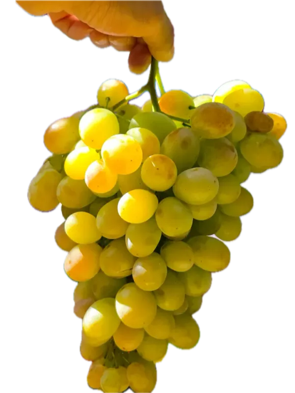 Uva Dona Maria